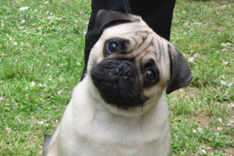 pug0607.jpg